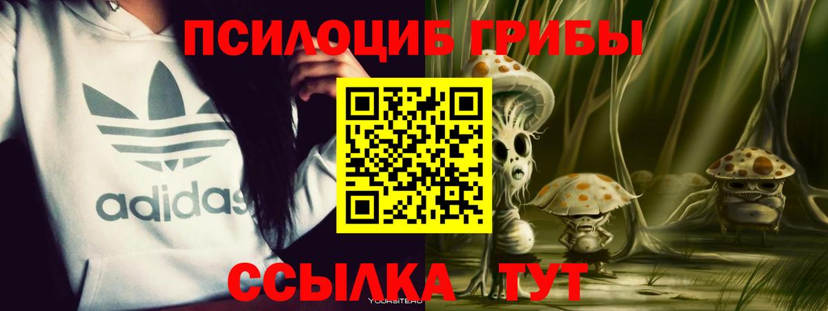 Псилоцибиновые грибы Psilocybe Североморск